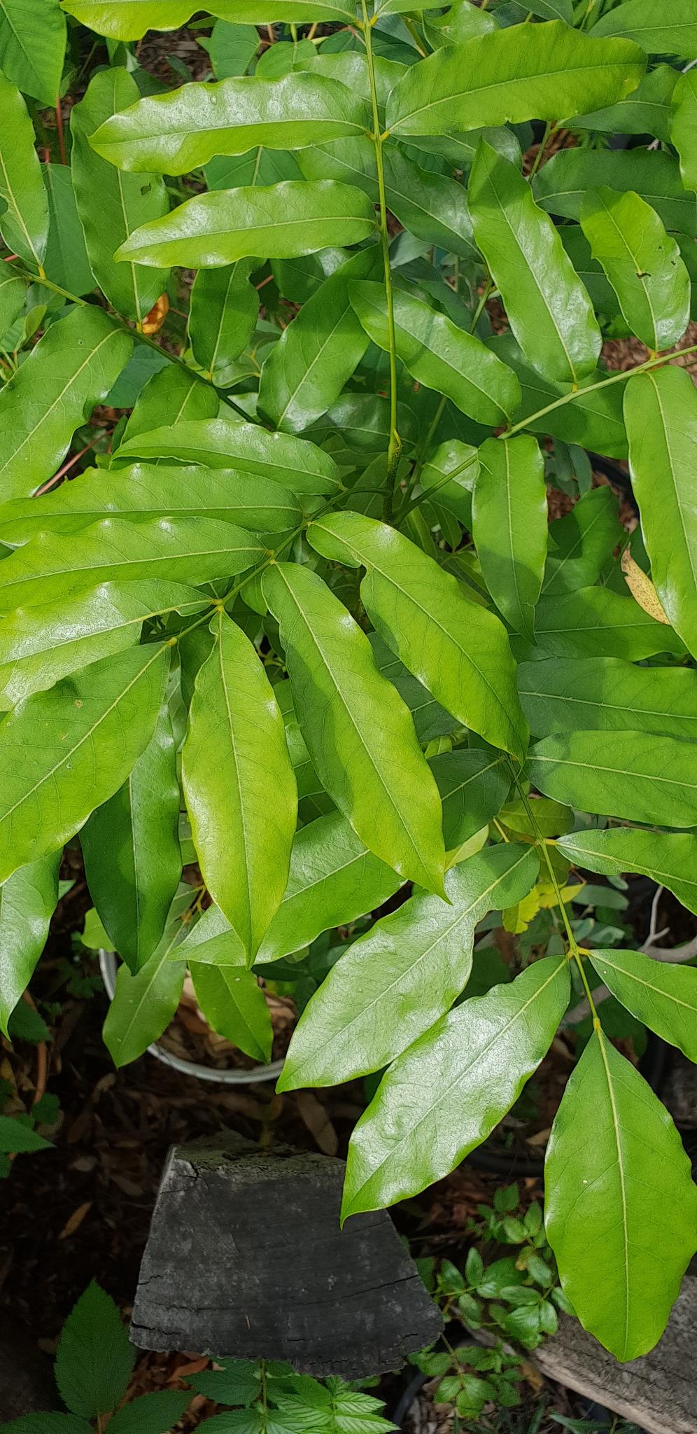 Black Bean - Castanospermum australe