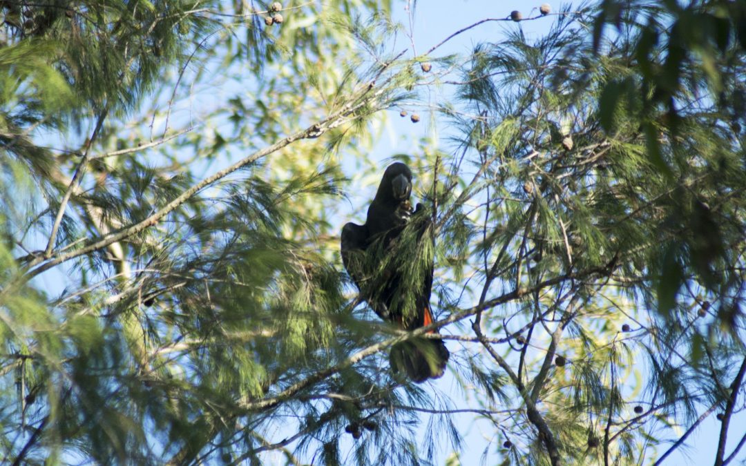 Glossy Black Cockatoos visit the Nursery