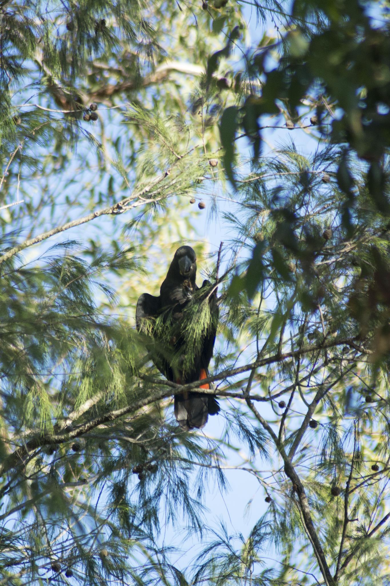 Glossy Black Cockatoo in a She Oak at the Nursery