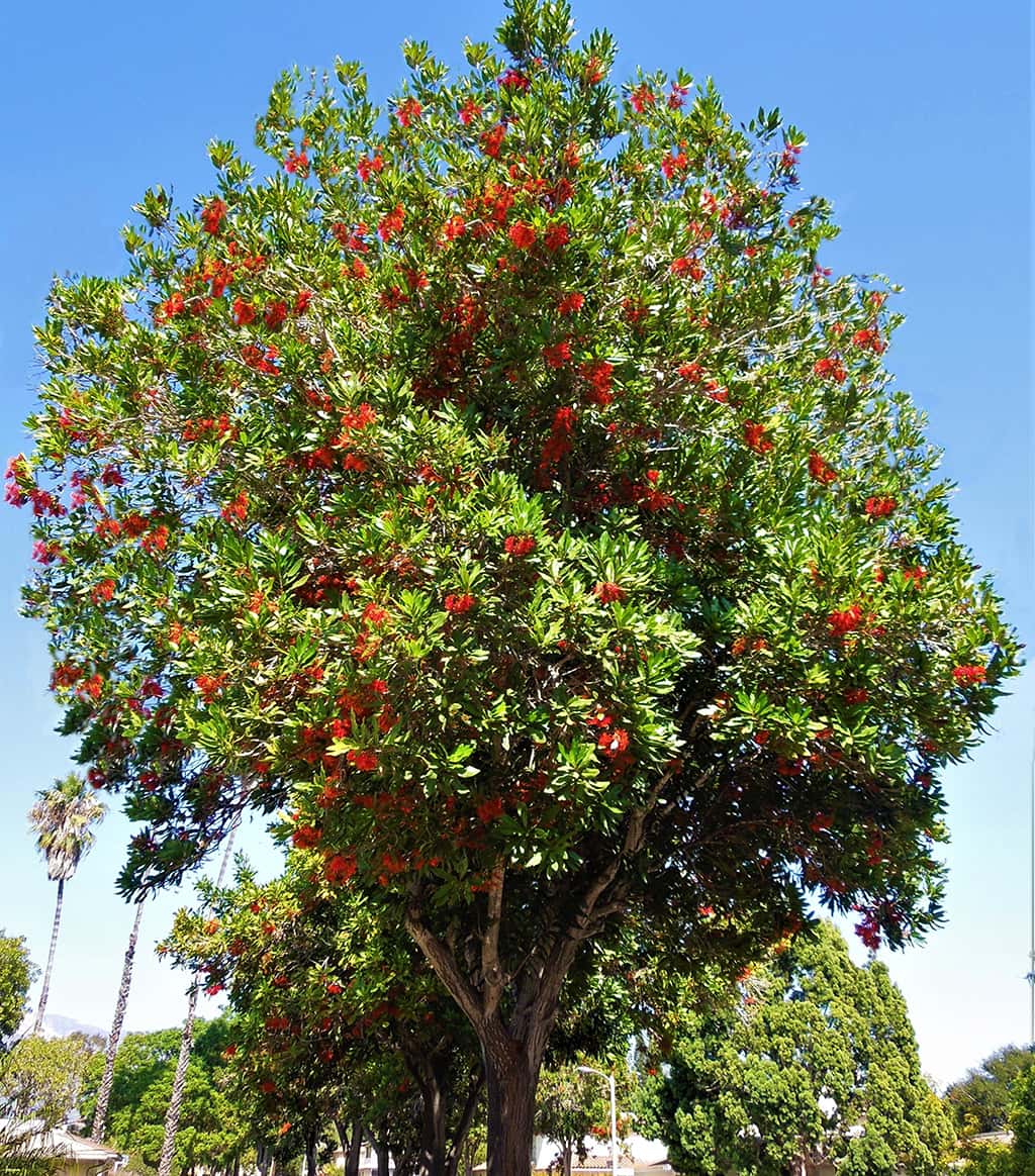 Firewheel Tree - Stenocarpus sinuatus