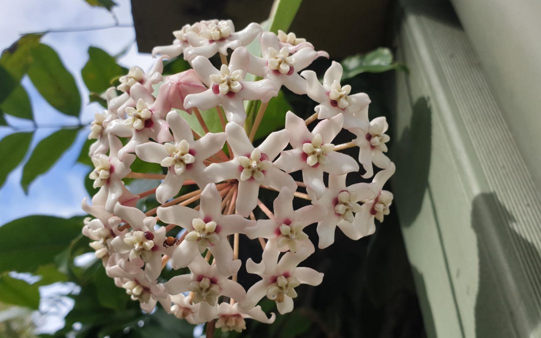 Plant of the Month – April 2022